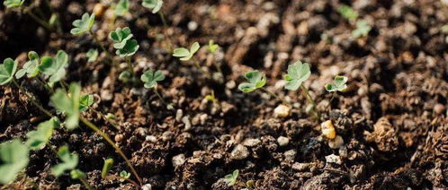 板蓝根：新手的躺赚神器