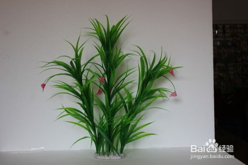 结香花在家里养需要注意哪些事项？