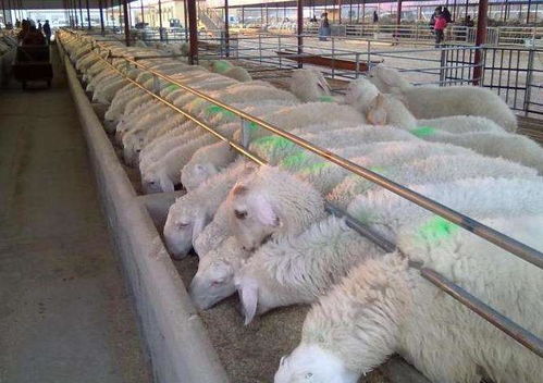 精氨酸抗热应激，母猪养殖新利器