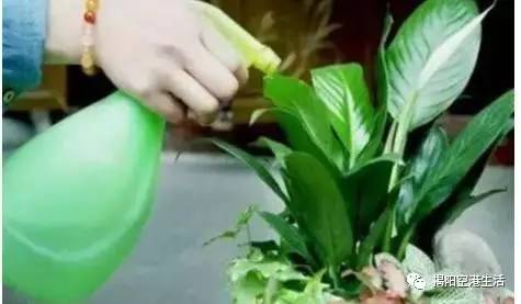 碧格动力素：复合液肥， 营养全面