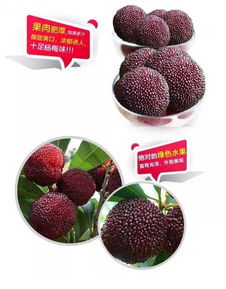 杨梅种子的购买途径