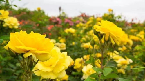 稀有玫瑰月季， 四季浓香