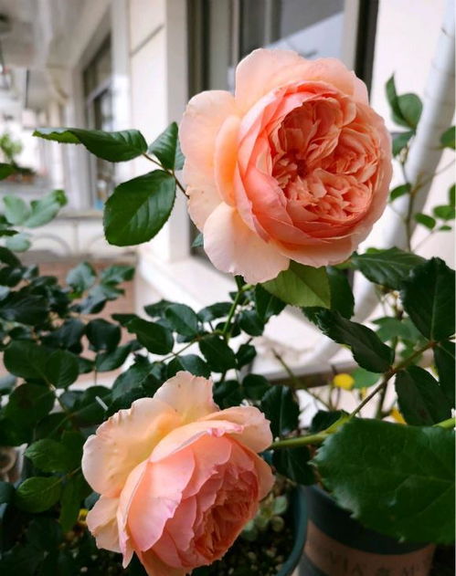 真宙月季， 全年劳模