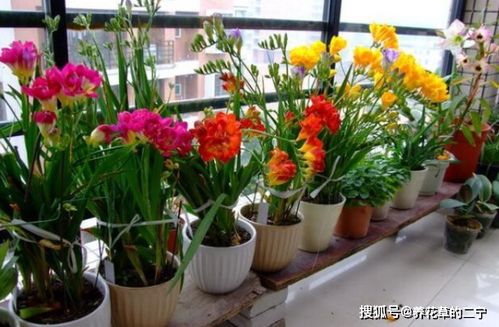 室内窗台品种参数