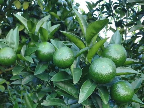 杀菌剂，哪家强？