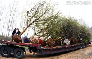 南召县皇后乡娘娘庙村种植玉兰苗木， 助力脱贫增收