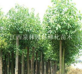 杰域通园林绿化， 绿卓园艺