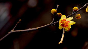 腊梅花的独特魅力