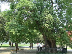树木的直径，藏着生态的智慧