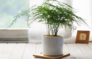 文竹为什么家里不能养？影响风水