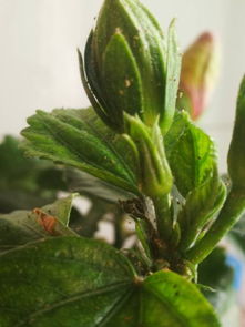 虫子侵害，防不胜防