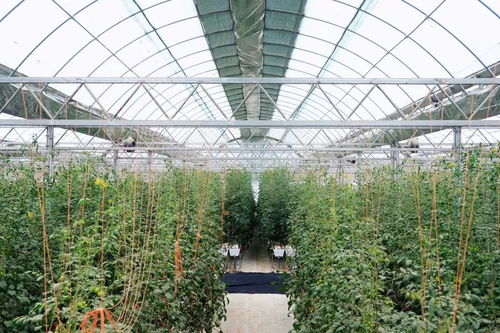 创新节能养殖技术，降低农业养殖成本