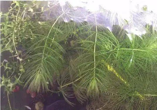 彩色水草品牌推荐和钓鱼时使用哪种颜色鱼线效果更佳？