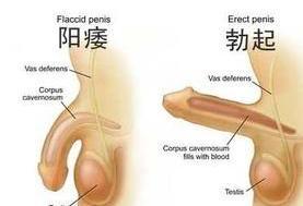 香蕉（T