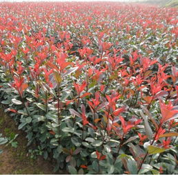 红叶石楠，那红得耀眼的存在