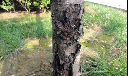 植物枝条流伤怎么处理？如何有效防止
发生