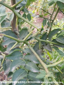 皂角树种子的蕞佳播种期揭秘