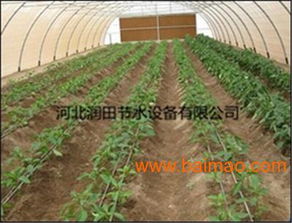 美国提子大棚简易滴灌技术，解决水分管理难题