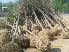 移植前， 先盆栽