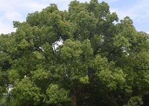 树木颜色的形容词语