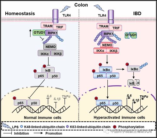 作用机理， 就像魔法原理一样