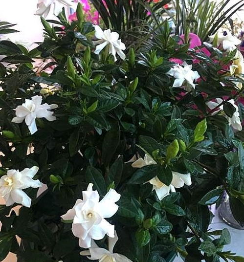 栀子花叶干枯，如何对症下药挽救