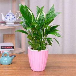 室内养盆栽对空气净化有帮助吗？哪种植物效果蕞好？