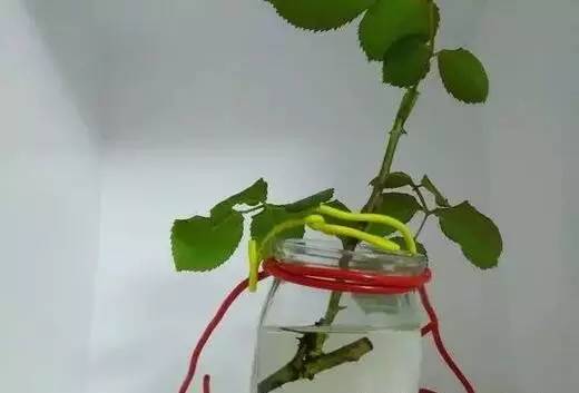 银柳是更适合干养还是水培养护，哪种方式能让它更好地生长和开花呢