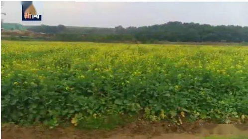 孝感花友的豆浆水激活法