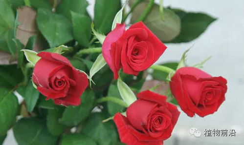 寻寻觅觅， 品质蔷薇花苗与玫瑰花苗的家园