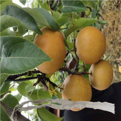 沙田柚苗的价格影响因素