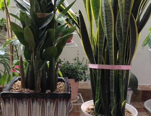 硫磺粉，是不是geng好？