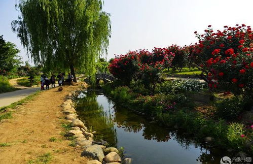 变色月季的秘密