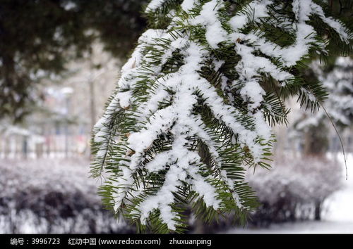 水分管理：干就浇水，透就透