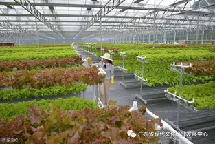 无土栽培蔬菜技术全解读，蔬菜种植真的不用土吗