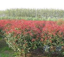 10厘米红叶石楠， 价格真是个宝