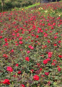 月季苗木， 高质量的秘密武器