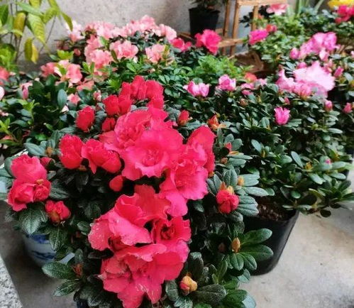 选择合适的杜鹃品种