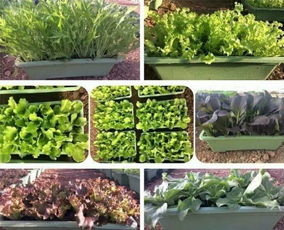 种什么菜既好吃又美观呢？