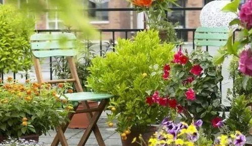 夏季种植推荐：荷花、 紫茉莉、向日葵