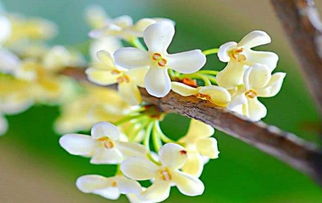 高温暴晒下的四季桂花：如何自救？