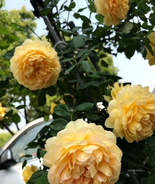 月季的病虫害防治