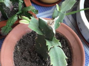 不同花木， 砧木不同