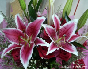 香水百合的日常养护，简单又实用！