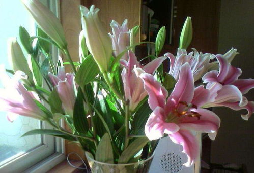 百合花水里怎么养？新手也能养爆盆的小技巧是什么