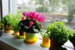 “香雪球盆栽，爆款花卉，一盆多株种植”