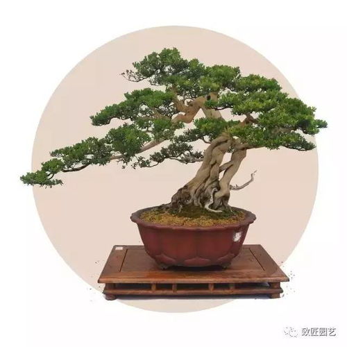 黄杨木， 文化的传承者