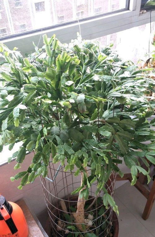 如何防范种荚爆炸：防护指南来了