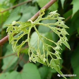 七月份的养护要点与病虫害防治