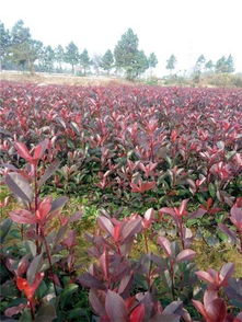 红叶石楠的美，无处不在